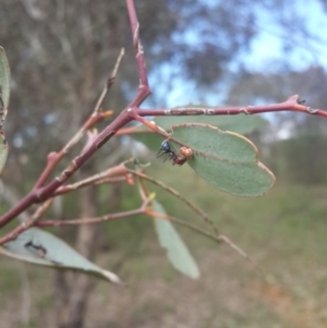 Iridomyrmex purpureus at Queanbeyan West, NSW - 17 Sep 2016