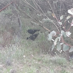 Corcorax melanorhamphos (White-winged Chough) at Hoover Reserve - 17 Sep 2016 by Speedsta