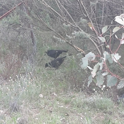 Corcorax melanorhamphos (White-winged Chough) at Hoover Reserve - 17 Sep 2016 by Speedsta