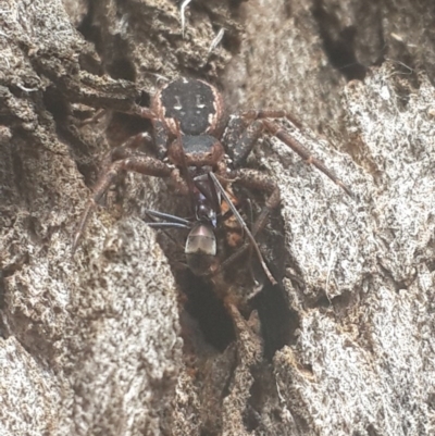 Tharpyna campestrata (Country Crab Spider) at Queanbeyan West, NSW - 16 Sep 2016 by Speedsta