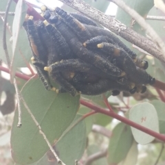 Perga sp. (genus) (Sawfly or Spitfire) at Queanbeyan West, NSW - 17 Sep 2016 by Speedsta