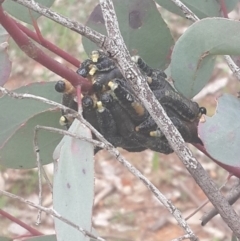 Perga sp. (genus) at Queanbeyan West, NSW - 17 Sep 2016