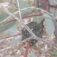 Perga sp. (genus) at Queanbeyan West, NSW - 17 Sep 2016