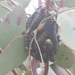 Perga sp. (genus) at Queanbeyan West, NSW - 17 Sep 2016