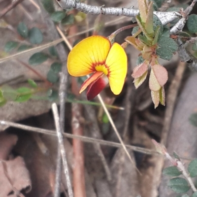 Bossiaea buxifolia (Matted Bossiaea) at Queanbeyan West, NSW - 17 Sep 2016 by Speedsta