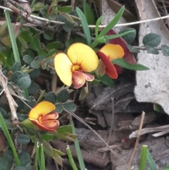 Bossiaea buxifolia at Queanbeyan West, NSW - 17 Sep 2016