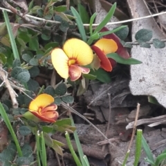 Bossiaea buxifolia at Queanbeyan West, NSW - 17 Sep 2016