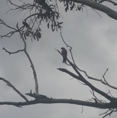 Artamus cyanopterus (Dusky Woodswallow) at Queanbeyan West, NSW - 17 Sep 2016 by Speedsta