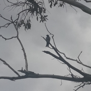 Artamus cyanopterus at Queanbeyan West, NSW - 17 Sep 2016 02:22 PM