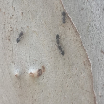 Crematogaster sp. (genus) (Acrobat ant, Cocktail ant) at Queanbeyan West, NSW - 17 Sep 2016 by Speedsta