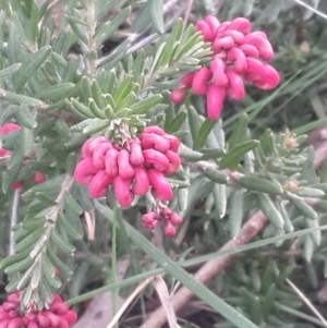 Grevillea alpina at Queanbeyan West, NSW - 17 Sep 2016