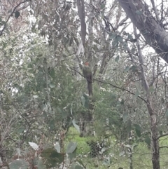 Platycercus elegans at Queanbeyan West, NSW - 17 Sep 2016 02:58 PM