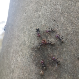 Iridomyrmex purpureus at Queanbeyan West, NSW - 17 Sep 2016