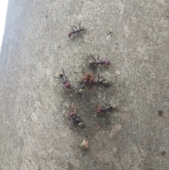 Iridomyrmex purpureus at Queanbeyan West, NSW - 17 Sep 2016