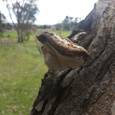 Inonotus s.l. (A polypore ) at Queanbeyan West, NSW - 17 Sep 2016 by Speedsta