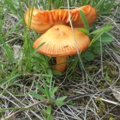 Hygrocybe sp. (Hygrocybe) at Queanbeyan West, NSW - 17 Sep 2016 by Speedsta