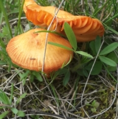 Hygrocybe sp. at Queanbeyan West, NSW - 17 Sep 2016