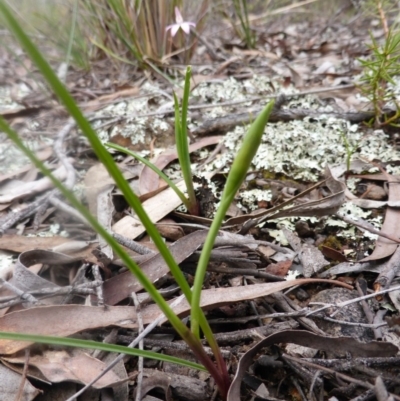 Diuris sp. (A Donkey Orchid) at Canberra Central, ACT - 17 Sep 2016 by Userjet