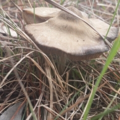 zz agaric (stem; gills white/cream) at Jerrabomberra, ACT - 17 Sep 2016