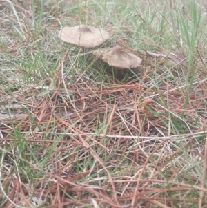 zz agaric (stem; gills white/cream) at Jerrabomberra, ACT - 17 Sep 2016