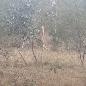 Macropus giganteus at Jerrabomberra, ACT - 17 Sep 2016