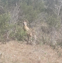 Macropus giganteus at Jerrabomberra, ACT - 17 Sep 2016