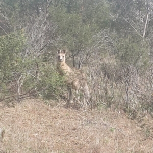 Macropus giganteus at Jerrabomberra, ACT - 17 Sep 2016 01:50 PM