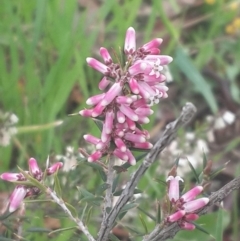 Lissanthe strigosa subsp. subulata (Peach Heath) at Jerrabomberra, ACT - 17 Sep 2016 by Speedsta