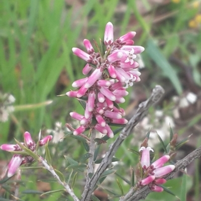 Lissanthe strigosa subsp. subulata (Peach Heath) at Jerrabomberra, ACT - 17 Sep 2016 by Speedsta