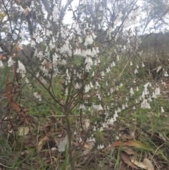 Cryptandra amara at Jerrabomberra, ACT - 17 Sep 2016