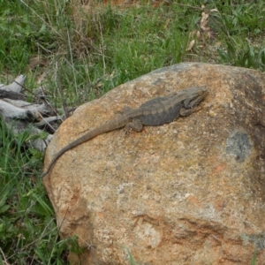 Pogona barbata at Belconnen, ACT - 16 Sep 2016