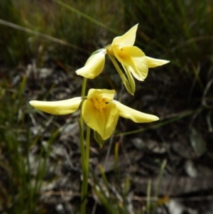 Diuris chryseopsis at Belconnen, ACT - 17 Sep 2016