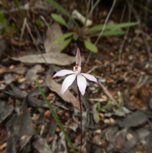 Caladenia fuscata at Belconnen, ACT - 17 Sep 2016