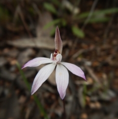 Caladenia fuscata at Belconnen, ACT - 17 Sep 2016