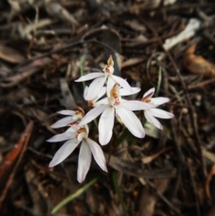 Caladenia fuscata (Dusky Fingers) at Aranda, ACT - 17 Sep 2016 by CathB