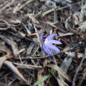 Cyanicula caerulea at Aranda, ACT - 17 Sep 2016