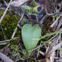 Eriochilus cucullatus (Parson's Bands) at Aranda, ACT - 17 Sep 2016 by CathB