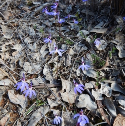 Cyanicula caerulea (Blue Fingers, Blue Fairies) at Aranda, ACT - 17 Sep 2016 by CathB