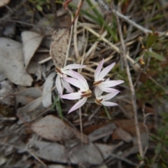 Caladenia fuscata (Dusky Fingers) at Aranda, ACT - 17 Sep 2016 by CathB