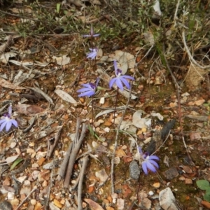 Cyanicula caerulea at Aranda, ACT - 17 Sep 2016