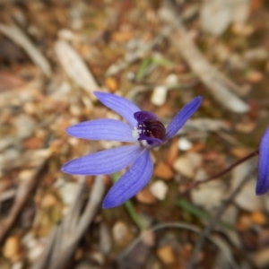 Cyanicula caerulea at Aranda, ACT - 17 Sep 2016