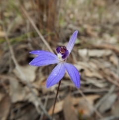 Cyanicula caerulea (Blue Fingers, Blue Fairies) at Belconnen, ACT - 17 Sep 2016 by CathB