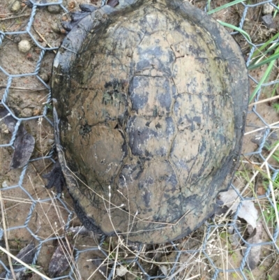 Chelodina longicollis (Eastern Long-necked Turtle) at Mulligans Flat - 18 Sep 2016 by CedricBear