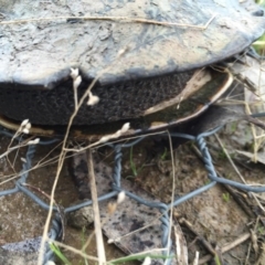 Chelodina longicollis at Gungahlin, ACT - 18 Sep 2016