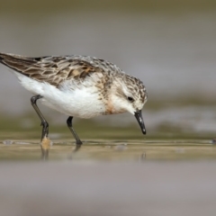 Calidris ruficollis (Red-necked Stint) at Mogareeka, NSW - 16 Sep 2016 by Leo