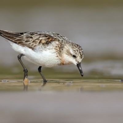 Calidris ruficollis (Red-necked Stint) at Mogareeka, NSW - 15 Sep 2016 by Leo