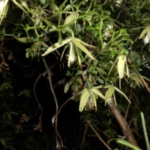 Clematis leptophylla at Campbell, ACT - 18 Sep 2016 08:56 AM