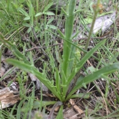 Plantago coronopus subsp. commutata at Majura, ACT - 17 Sep 2016 by SilkeSma