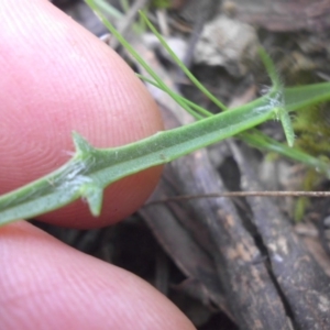 Plantago coronopus subsp. commutata at Majura, ACT - 18 Sep 2016