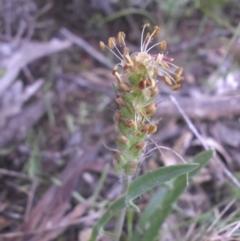 Plantago coronopus subsp. commutata at Majura, ACT - 18 Sep 2016